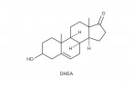 DHEA