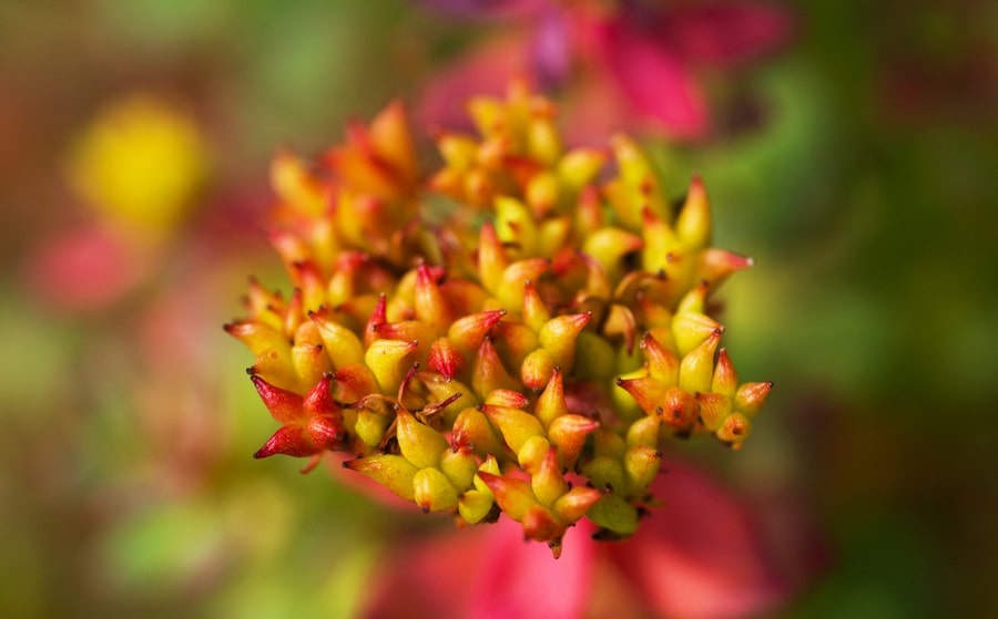 La Rhodiola, una pianta dalla “difesa segreta”.