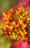 La Rhodiola, una pianta dalla “difesa segreta”.