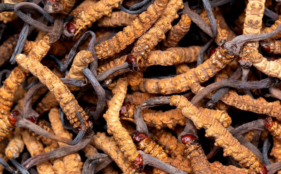 Cordyceps, il fungo tibetano