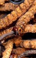 Cordyceps, il fungo tibetano