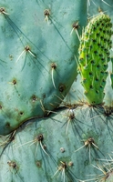 Nopal, il cactus che assorbe grassi e zuccheri