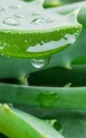 I benefici dell’aloe vera sulla digestione