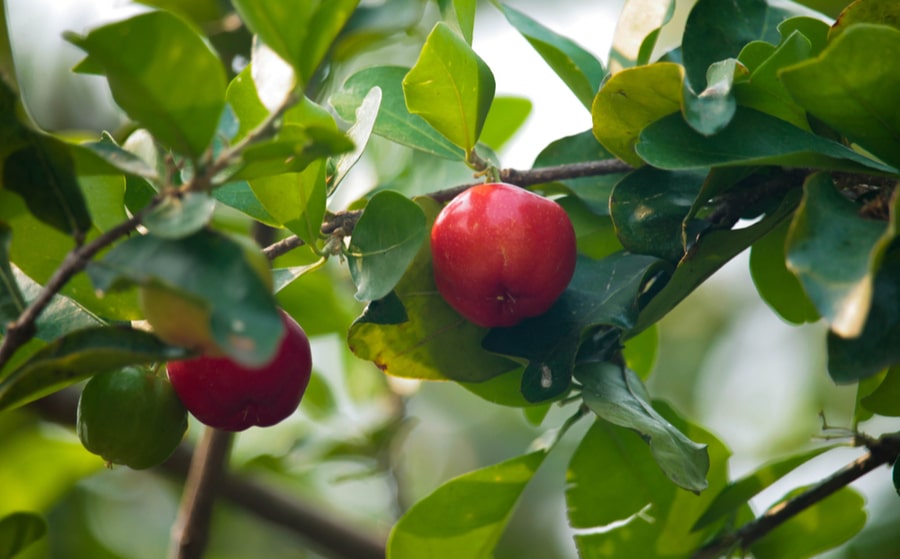 Acerola, il frutto con vitamina C che contribuisce a ridurre la stanchezza e l'affaticamento<sup>1</sup>