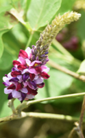 Kudzu, valore nutrizionale e benefici