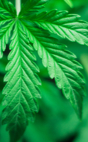 Proprietà dell'olio di CBD legale