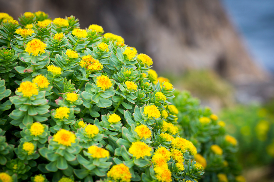 Scopri come sfruttare al meglio i benefici della Rhodiola Rosea