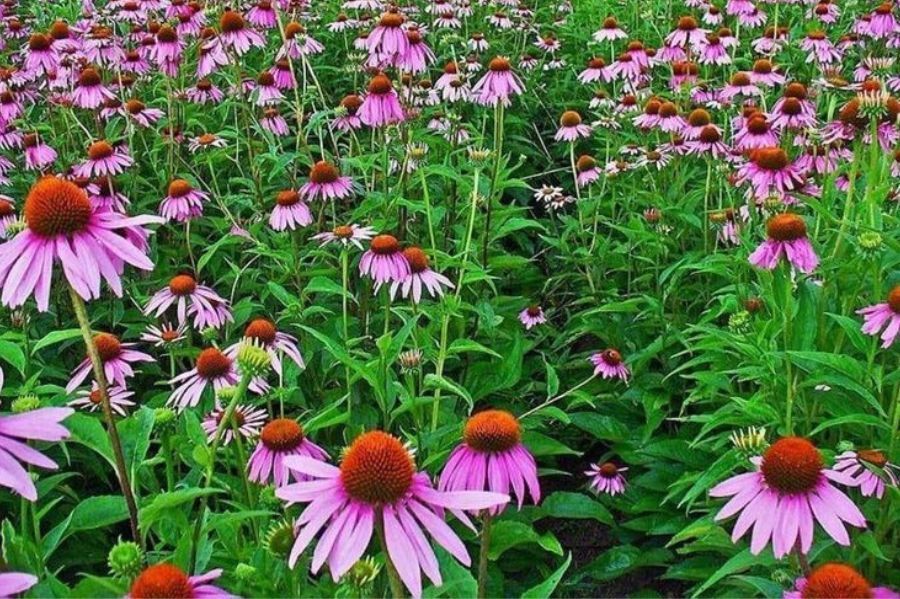 10 Benefici dell'Echinacea per rafforzare il tuo sistema immunitario - 