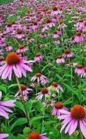 10 Benefici dell'Echinacea