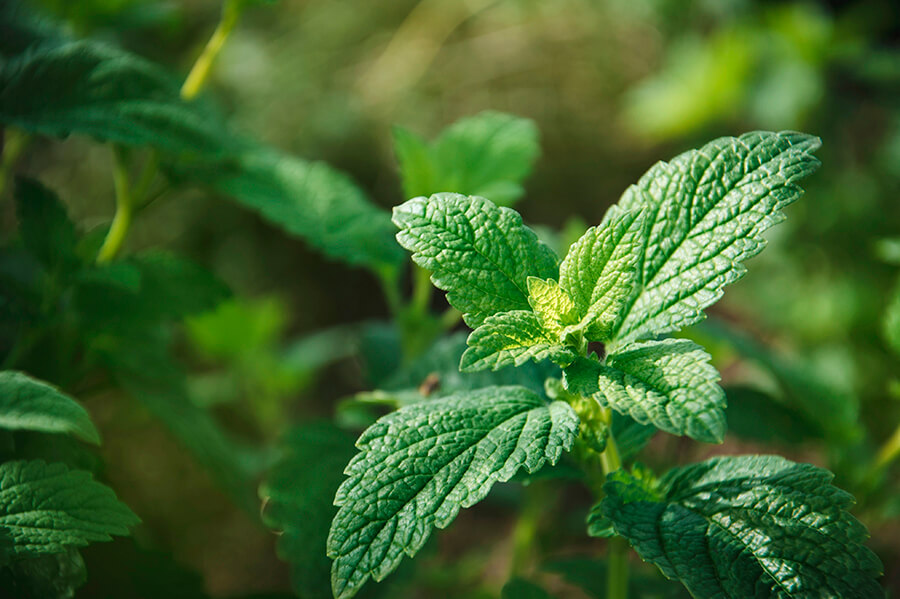 Melissa officinalis per l'insonnia: la pianta che migliora il tuo sonno