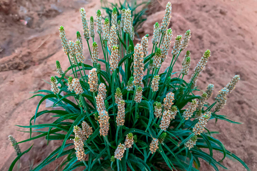 Psillio per la stitichezza: benefici e proprietà del Plantago ovata