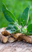 Benefici dell'ashwagandha per la pelle		