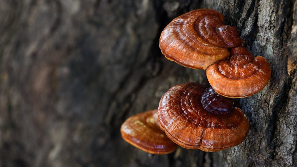 Fungo Reishi: benefici per difese e colesterolo