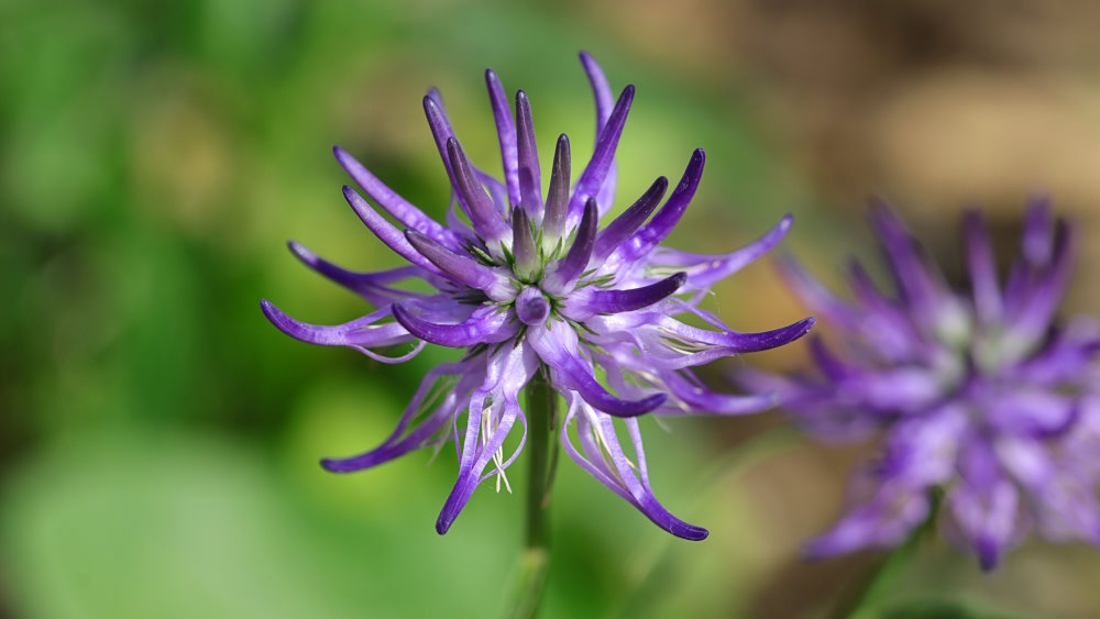 Artiglio del diavolo e cura delle articolazioni: mobilità e integratori