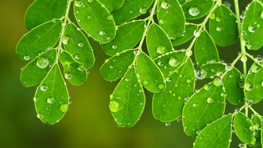Moringa per la stanchezza: benefici e analisi
