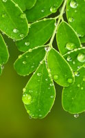 Moringa per la stanchezza