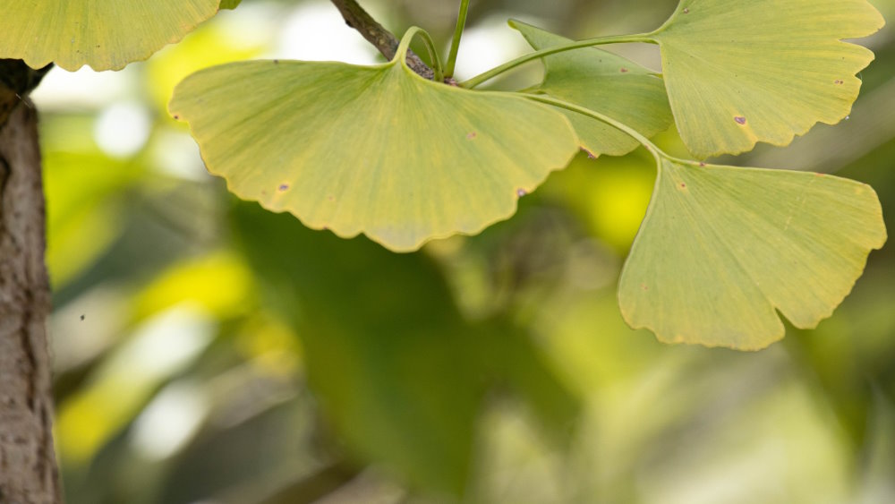 Ginkgo biloba per la memoria nella maturità