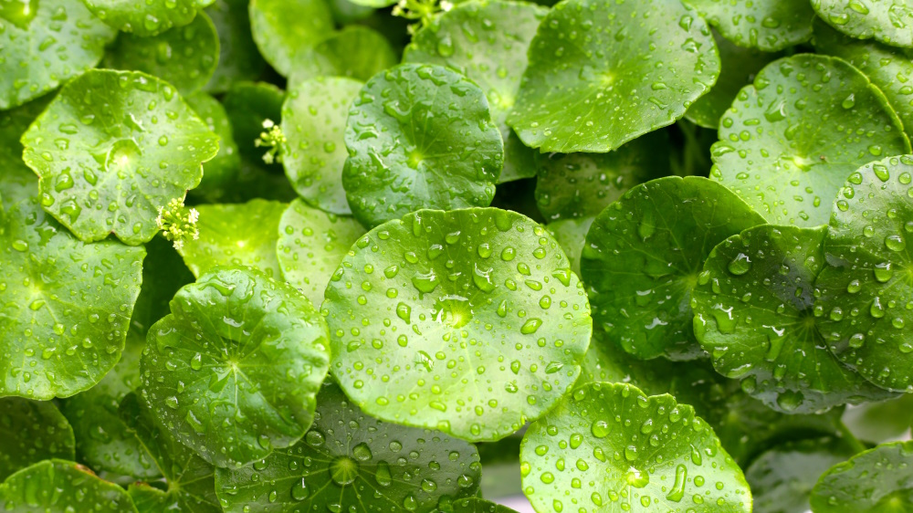 Centella asiatica: proprietà per la circolazione e il collagene