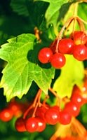 Nootropici, come la natura può contribuire alle tue funzioni cognitive