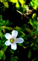 Bacopa, la pianta che migliora la memoria