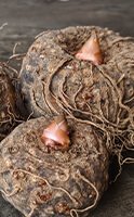 Glucomannano: La pianta per regolare il transito intestinale