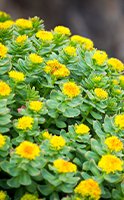 Come prendere la Rhodiola Rosea per massimizzare i suoi benefici