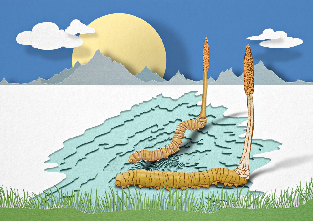 Illustrazione del Cordyceps Sinensis sull'Himalaya