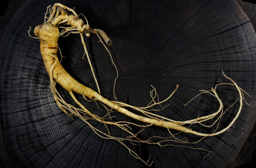 Radice di ginseng rosso. Per aumentare l'energia