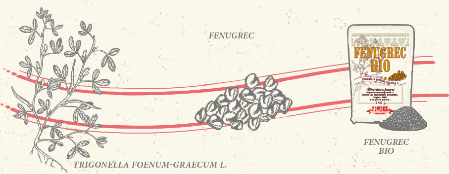 SEMI DI FIENO GRECO BIO POWDER