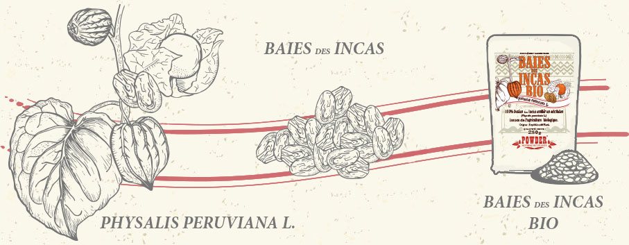 BACCHE INCAS - BACCHE INCAS BIO