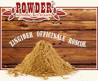 POWDER - RIZOMA DI ZENZERO