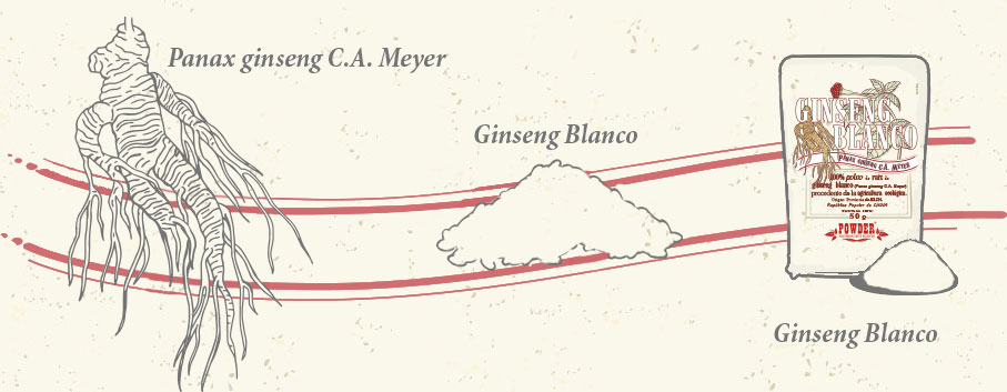GINSENG BIANCO BIO IN POLVERE - GINSENG BIANCO BIO IN POLVERE POWDER