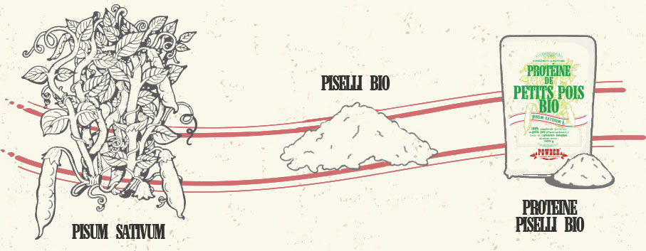Pisum sativum - PISELLI BIO - PROTEINE DI PISELLI BIO