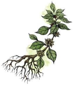 Ashwagandha