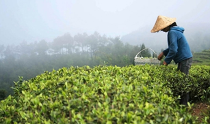 POWDER - TÈ VERDE SENCHA BIO