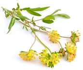 Astragaloside IV e Cicloastragenolo di Astragalo