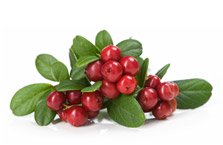 Mirtillo Rosso Bio