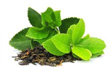 Tè verde
