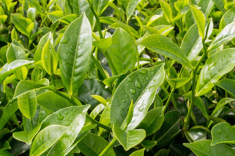 Pianta Camellia sinensis L.