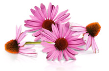 Echinacea Purpurea e Angustifolia