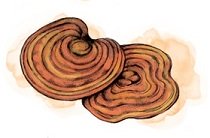 Reishi Biologico