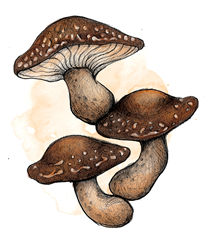Shiitake Bio