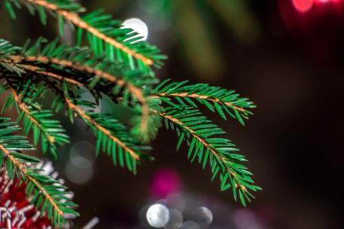 Ramo di abete balsamico