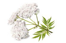 Angelica Archangelica