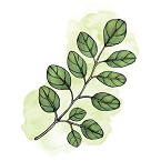 Moringa Biologica