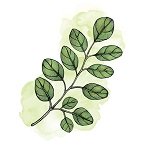 Moringa Biologica