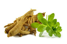 Ginseng americano + Bacopa monnieri